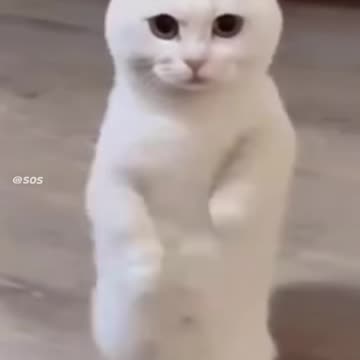 cats😊😊😘😘😘😘😂😂😂😂