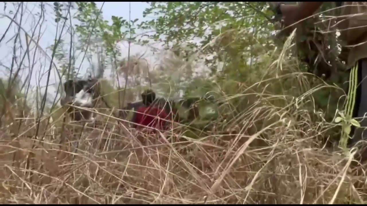 💥🌿 Myanmar War | PDF Ambushes Junta Forces with Machine Gun Fire | RCF