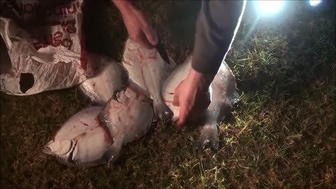 Spearing flounder NZ