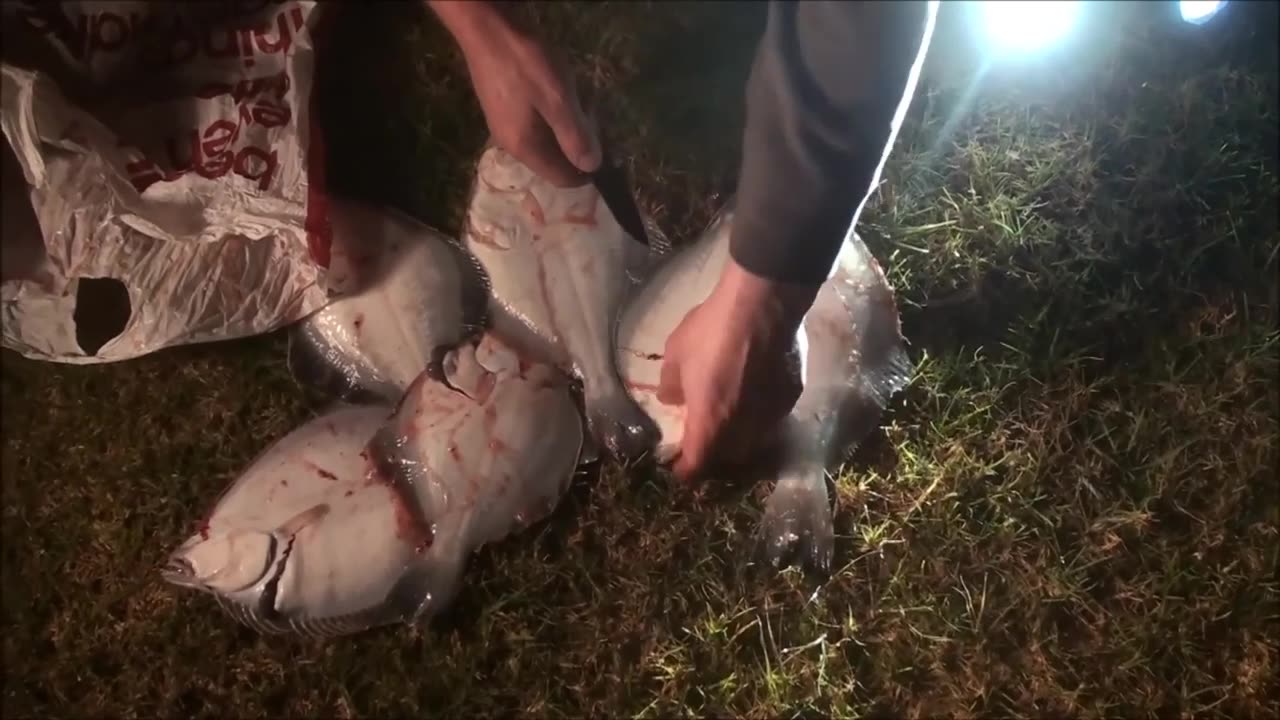 Spearing flounder NZ