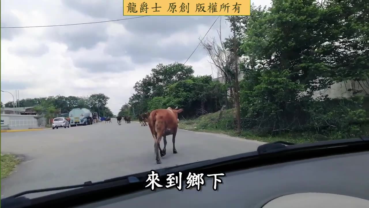 【龍爵士】採龍蛋