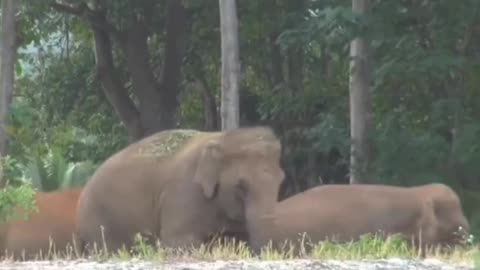 After a year apart, these elephants finally saw their caretaker again. 🥹🫂