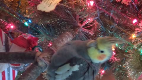 Cockatiel looking at Christmas tree