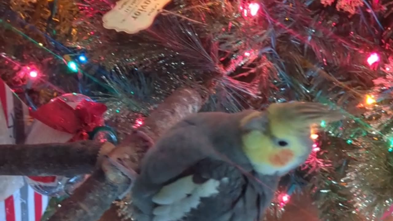 Cockatiel looking at Christmas tree