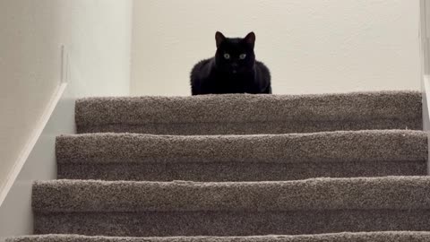 Cute Precious Piper is a Loaf at the Top of the Stairs - My Adopted Shelter Cat Vlog