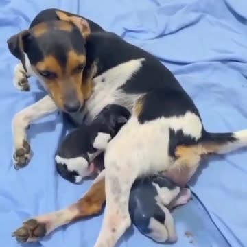 The moment a mother dog gives birth is very spectacular.