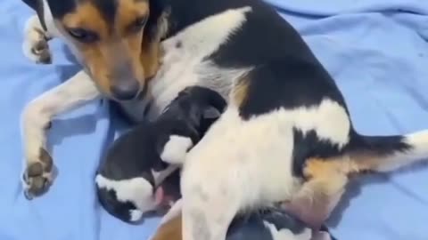 The moment a mother dog gives birth is very spectacular.