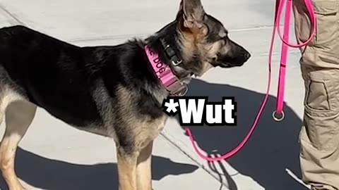 When your service dog doesn't listen...