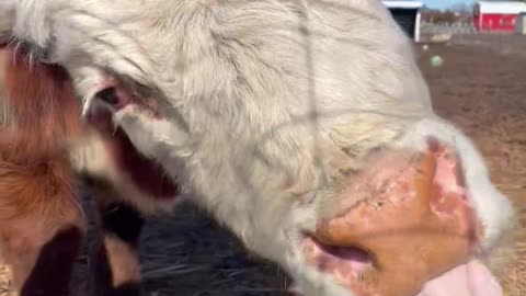 Hereford Cow's Ineffective Drinking Method