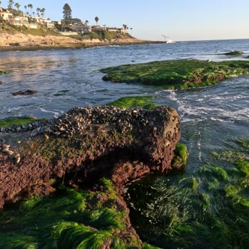 BIG ROCK LOW TIDE view WINDANSEA La Jolla #sandiego #lowtide #nature