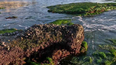 BIG ROCK LOW TIDE view WINDANSEA La Jolla #sandiego #lowtide #nature