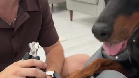 Lifehack for Trimming Dog's Nails