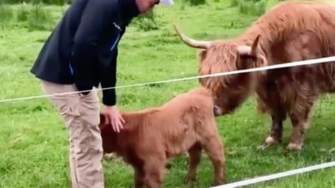 Man Pets Highland Calf as Its Protective Mother Approaches