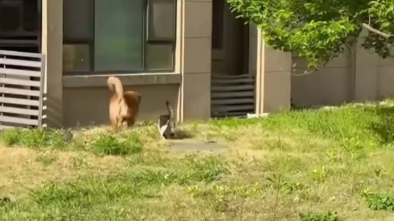 funny animal videos