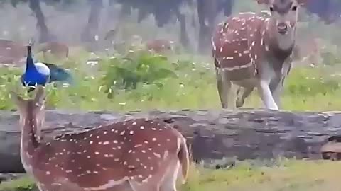 Breaking: wildlife safari short video
