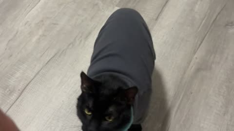 Today Is the Day You See a Cat Do Tricks