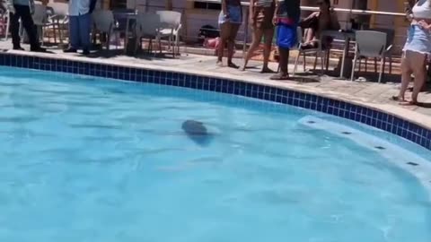 Capybara Swimming in a Pool