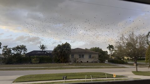 This Weather Is For The Birds! | 4K