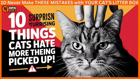 10 Surprising Things Cats Hate More Than Being Picked Up!