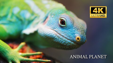 Explore Nature's Wonders: Animals in 4K Ultra HD #animalvideo #wildadventure #animals #Amazon