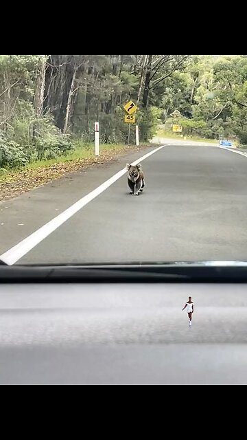 Koala on the road