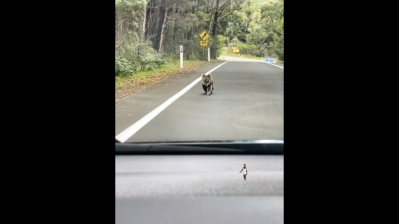 Koala on the road