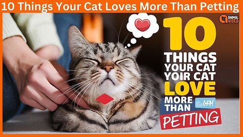 10 Things Your Cat Loves More Than Petting