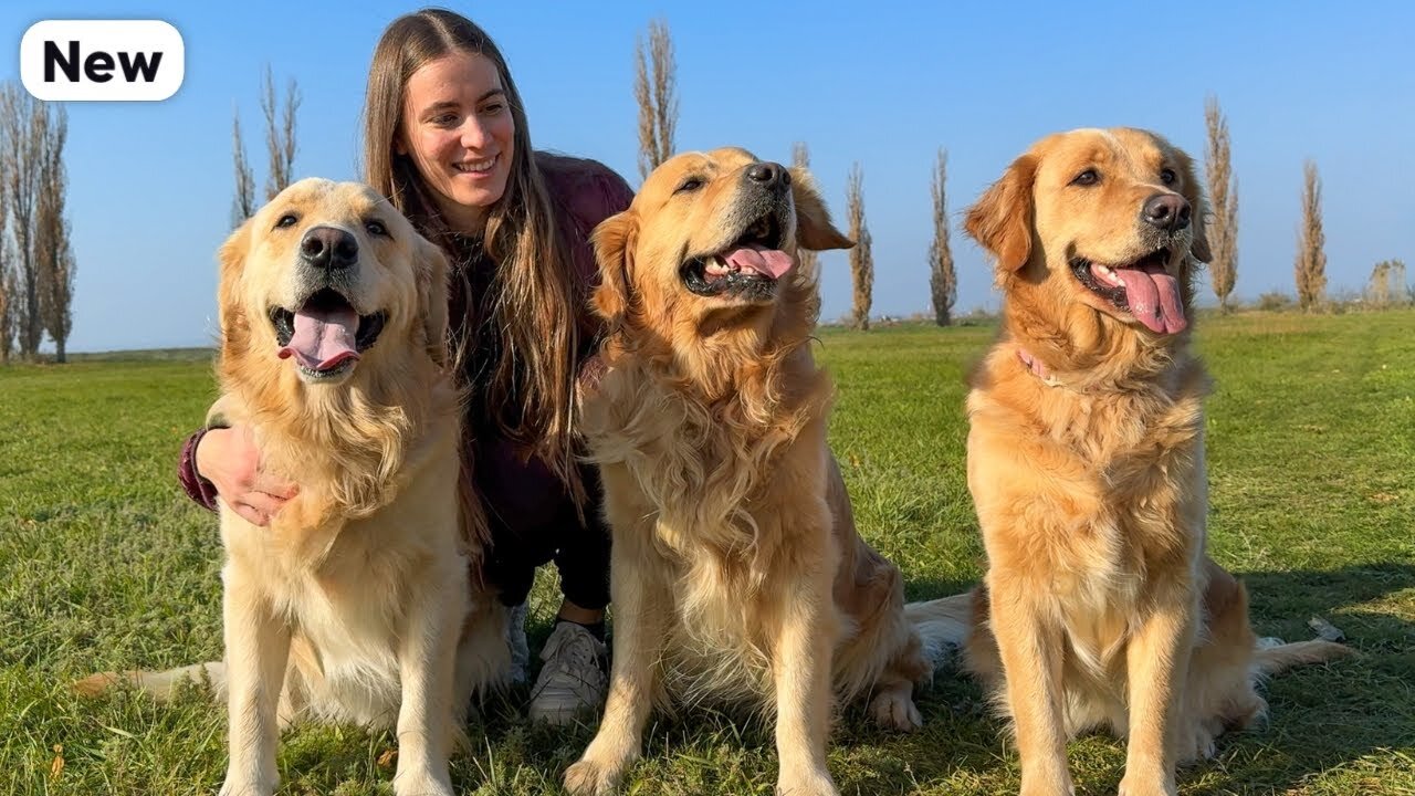 Golden Retriever Meets His Son After Months Apart