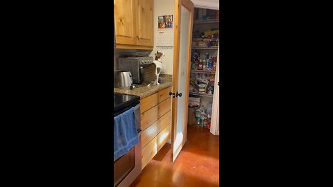 Acrobat Cat Pobie