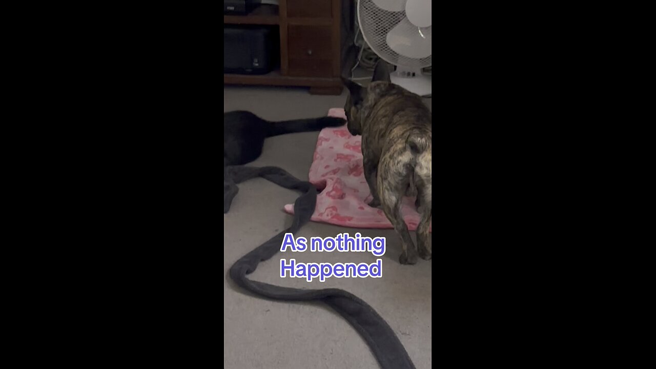 Elvis the hunter