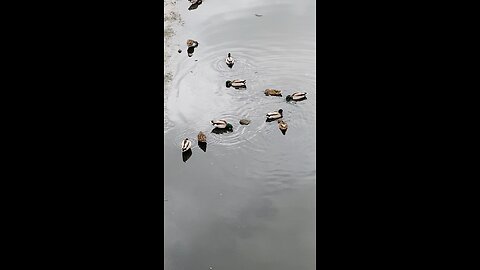 Mallard Ducks 🦆 #mallardducks #ducks #duck #viral #shorts #followme #trending