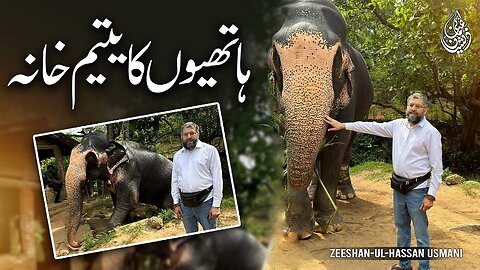 Elephants' Orphanage | ہاتھیوں کا یتیم خانہ | हाथियों का अनाथालय | Zeeshan Usmani