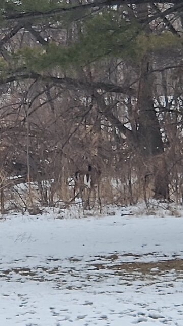 Nothing Runs Like a Deer