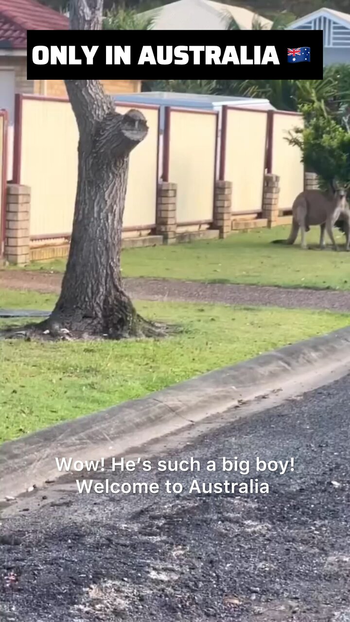 Kangaroo diaries only in Australia