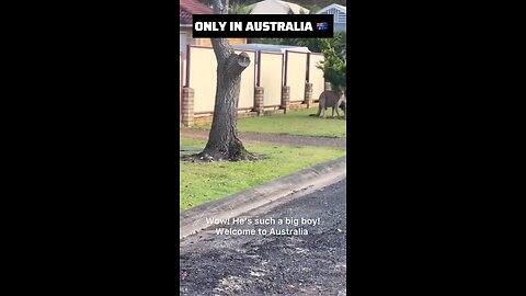 Kangaroo diaries only in Australia