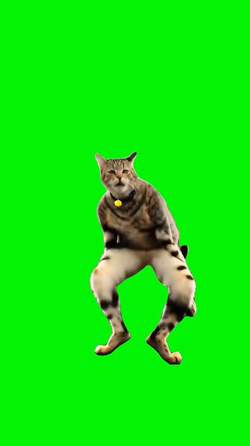 AI Cat Dancing | Green Screen #aidog #capcut #cat #meme #fyp