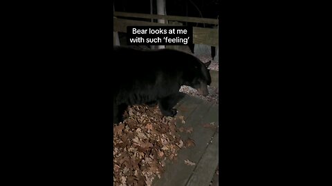 Black Bear listens to lady ##Bear #BlackBear #PuppyEyes #Wildlife