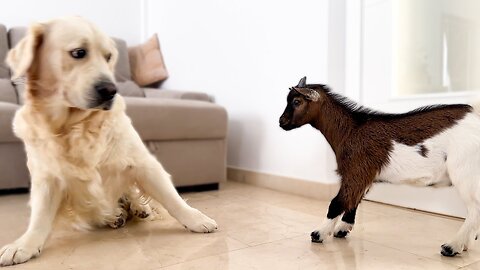 My Dog ​​Refuses to Be Friends with a Baby Goat!