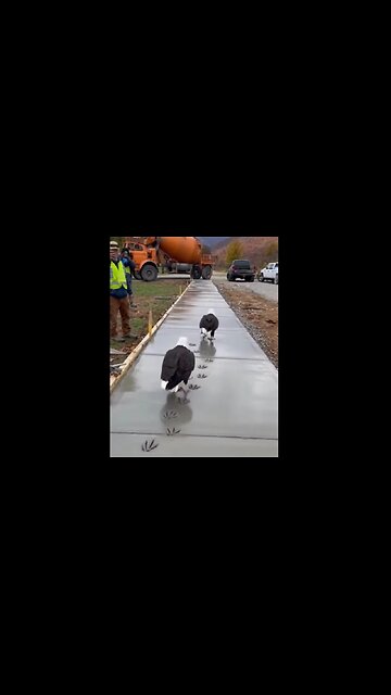 😊 Oops! LOL - Bald Eagles leaving their footprint - America's Official Bird