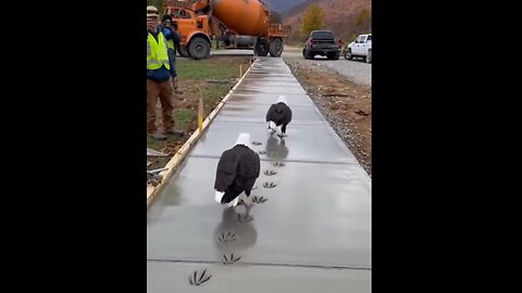 😊 Oops! LOL - Bald Eagles leaving their footprint - America's Official Bird
