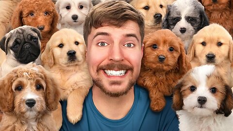 I Adopted 100 Dogs!