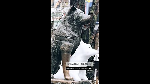 Hachiko 🇯🇵