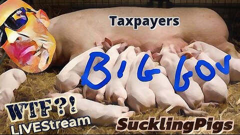 Suckling Pigs! - WTF?! LIVEStream