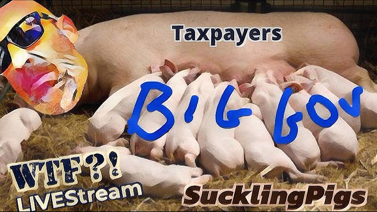 Suckling Pigs! - WTF?! LIVEStream