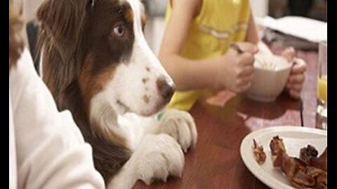 Best Doggy Snack To Improve Pet's Health In No Time...