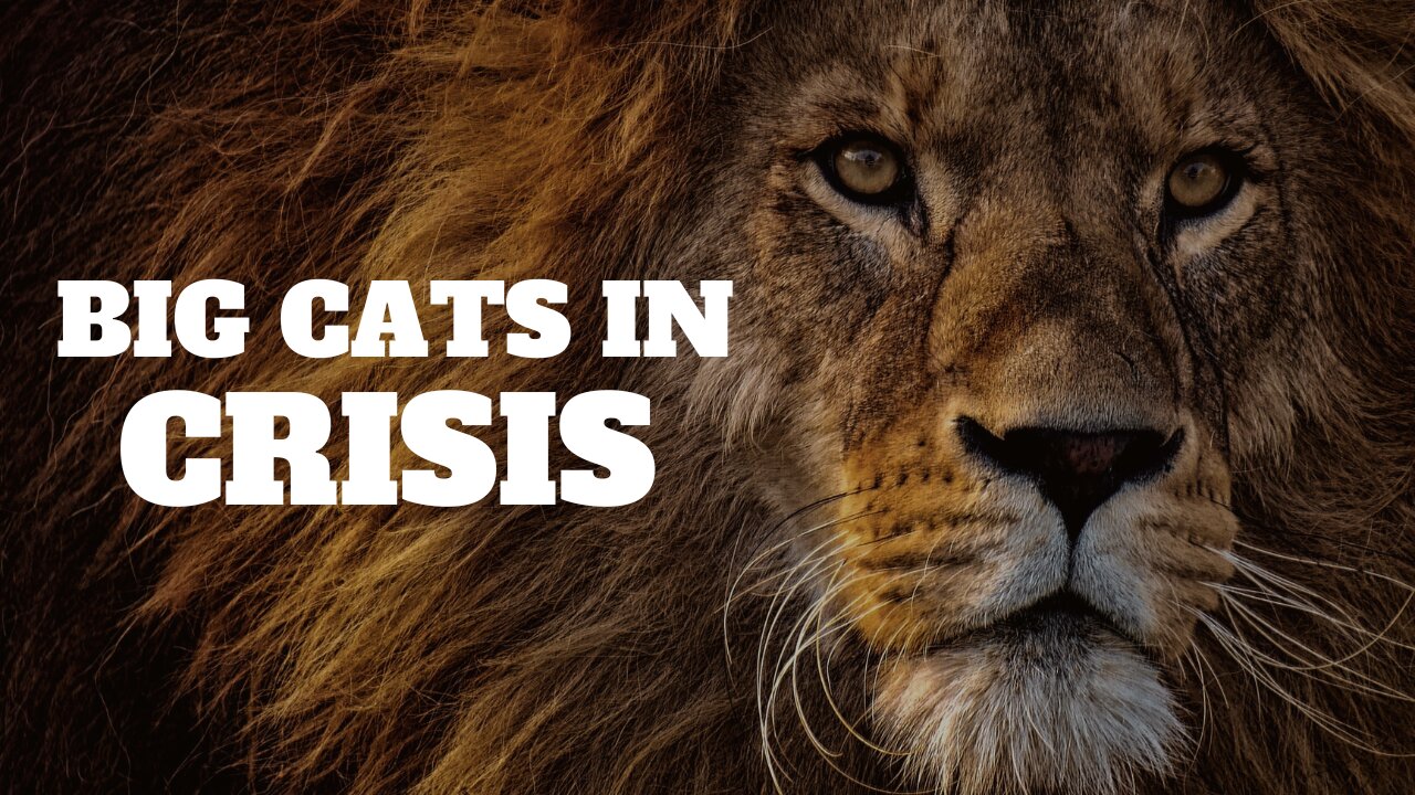 Big Cats in Crisis: Top Facts & Surprising Truths