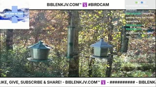 BIBLENKJV.COM™ 🛐 11/04/2025 #LIVE #BIRDCAM #WEATHER
