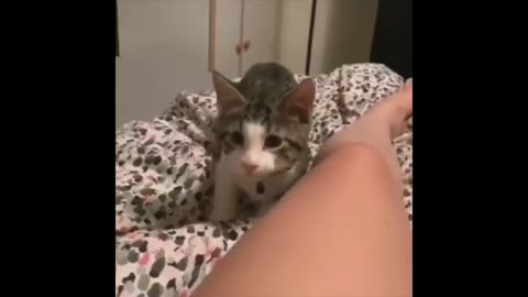 Funnyest animals,Сats,Dogs,funny videos-funny animal moments 2025👍😉🐾