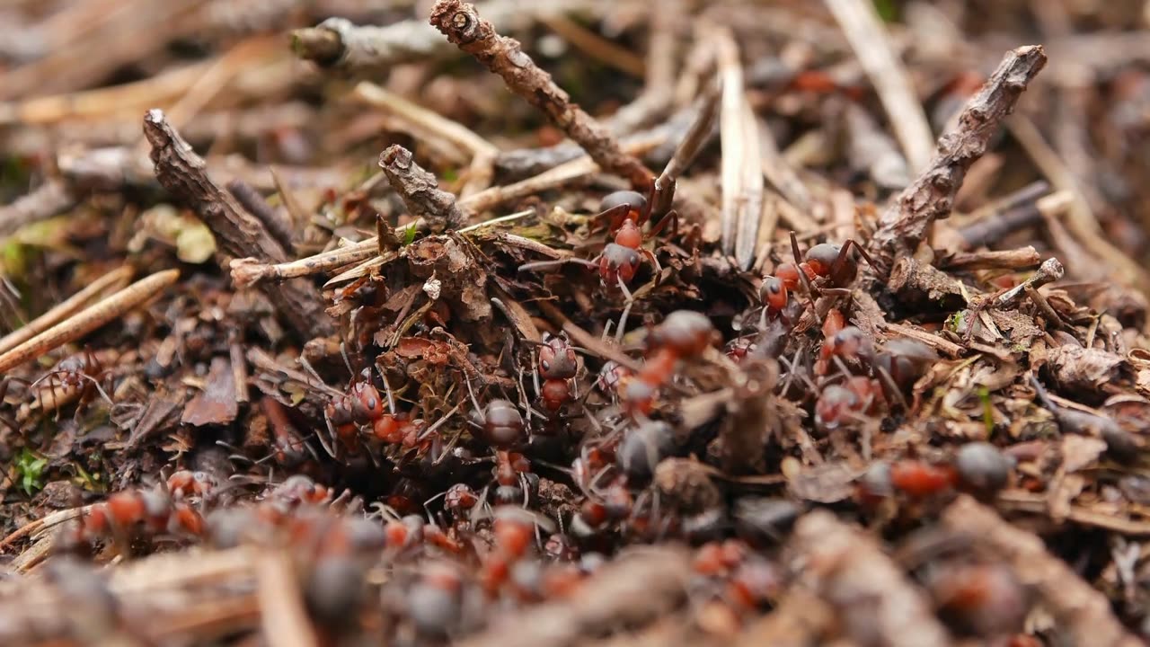 Aggressive anthill ants. (AGGRESSIVE Ants Take Over the Anthill)