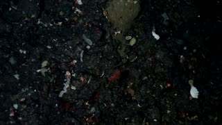 How AI Is unlocking secrets of Antarctica’s deep-sea creatures